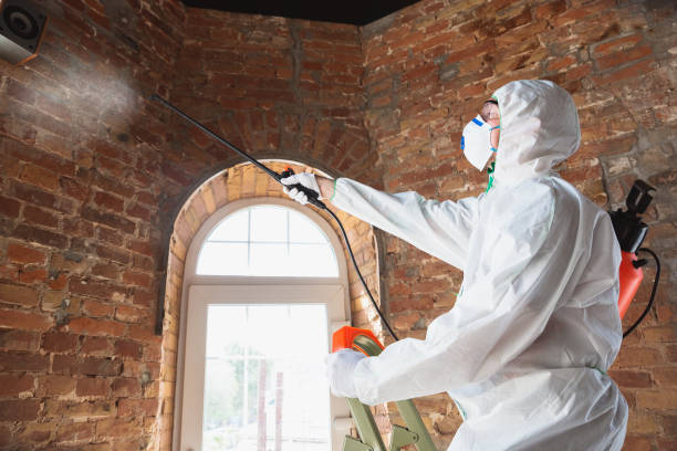 Best Basement Mold Removal  in Kalifornsky, AK